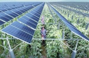 安徽庐江自主研发“阳光追踪器”助力光伏农业