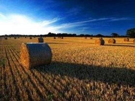 最新成本数据披露 全球生物质发电成本持平