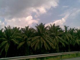 马来西亚农民抗议欧盟禁用生物燃料中的棕榈油