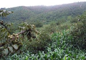 特大型生物天然气工程在云南大理试运行 预计3月投入生产