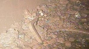 福岛核反应堆内发现熔化的核燃料 核污染处理有望