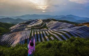 浙江拆除占用基本农田光伏项目289.41亩