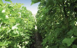 转化废弃生物质缓解能源消耗解决环境污染