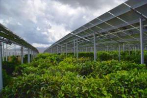 水电四局中标大理50兆瓦农光互补光伏电站项目