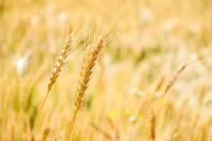 农林生物质发电税收优惠政策需优化