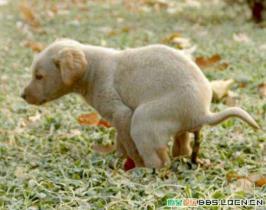 为狗粪找个好去处 英国这款路灯用的是“狗粪能”