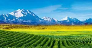 新的生物质发电厂凸显日本市场日益增长