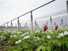 协鑫3.0扶贫模式打造绿色发展与粮油安全双赢新局面