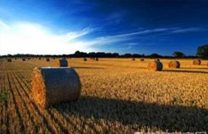 农作物秸秆补贴力度加大 秸秆发电装机容量创新高