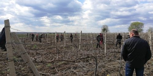  Bolgrad市固体燃料锅炉房的葡萄酒能源使用示范项目