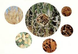 赫梅利尼茨基完成乌克兰第一座热电生物发电厂的建设