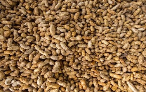 阿根廷花生生产商运营10兆瓦生物质发电厂