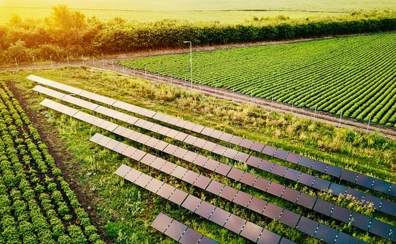 克罗地亚：太阳能农场生产动力和食物