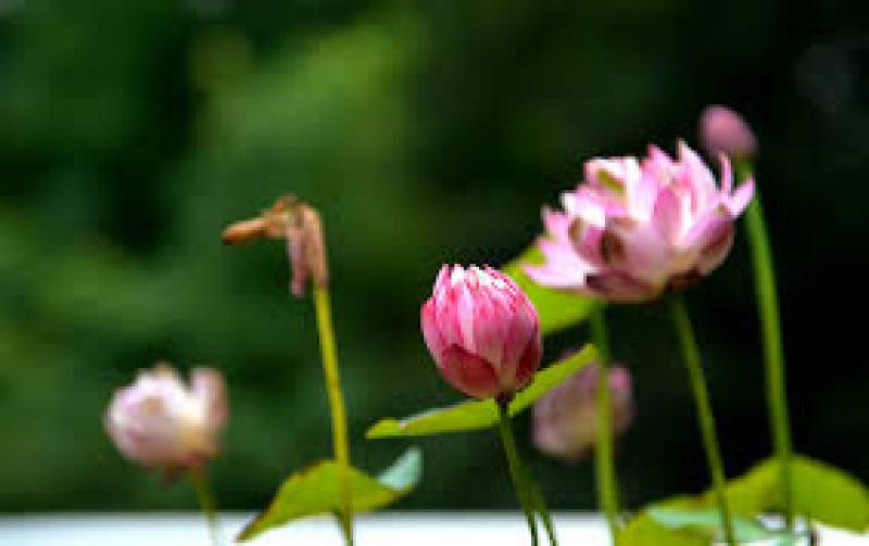 南京开发区投巨资提升环境质量