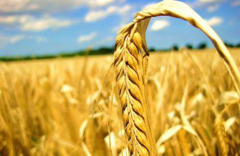 波兰Nidzica将从生物质中获取热量