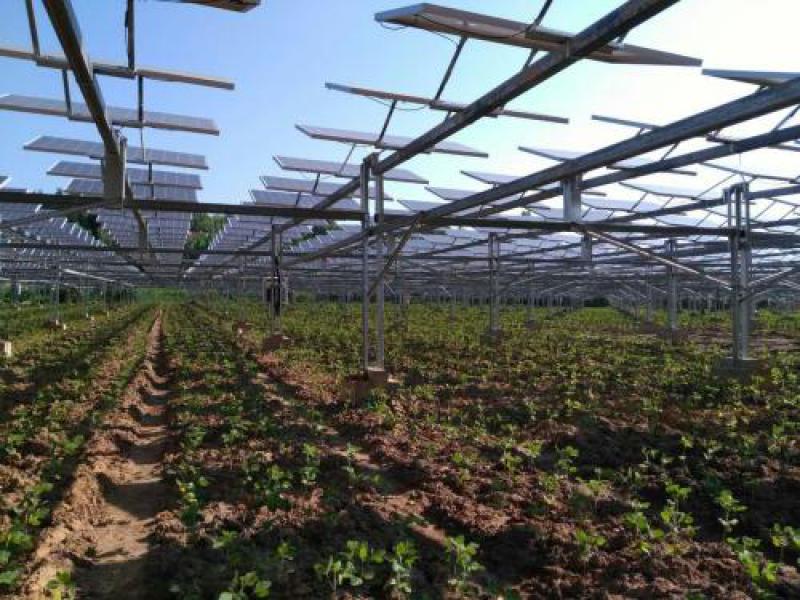 安徽金寨推行“农光互补”扶贫新模式