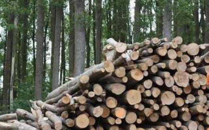 可再生能源研究所发布“日本生物能源战略重组”：FIT计划审查建议