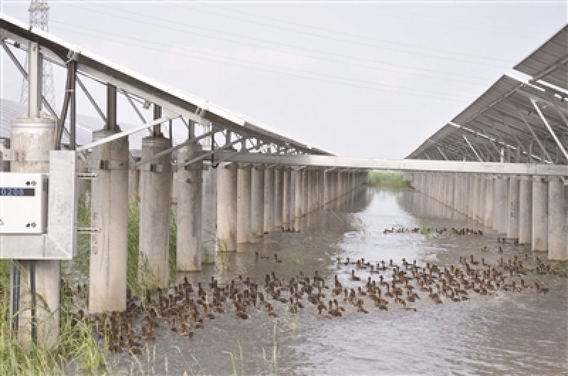 正泰滩涂农光互补光伏发电基地喜迎丰收 