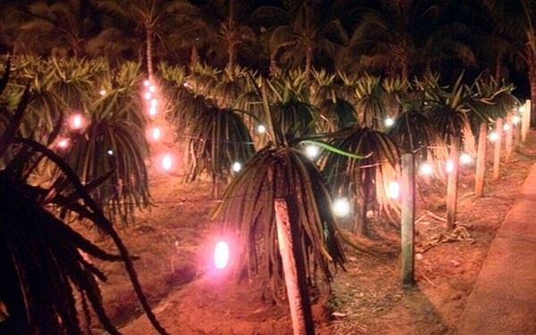 前江省旨在开发农业可再生能源