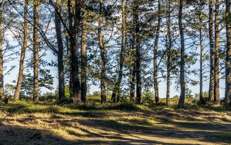 加利西亚50兆瓦的生物质项目获得1亿欧元的贷款