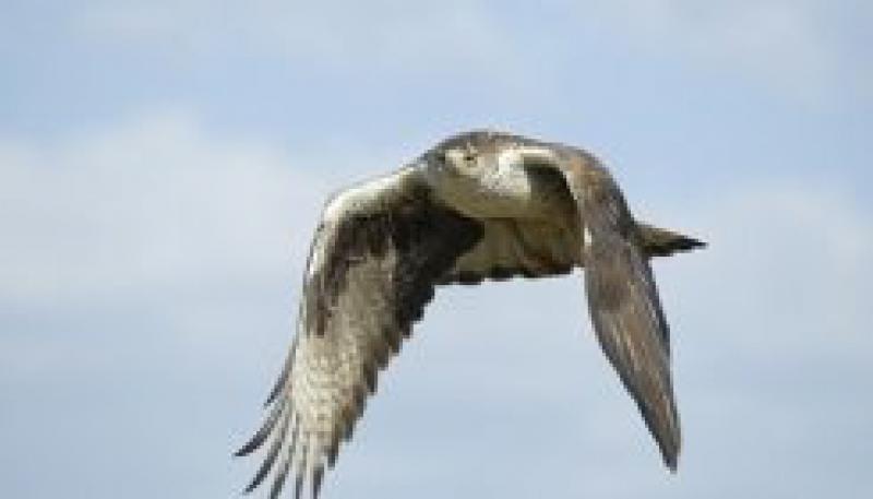 Endesa将获得24,500欧元以保护鸟类免受电力线的侵害