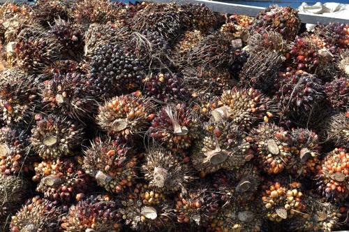 现代，LG将在印度尼西亚建设生物柴油工厂