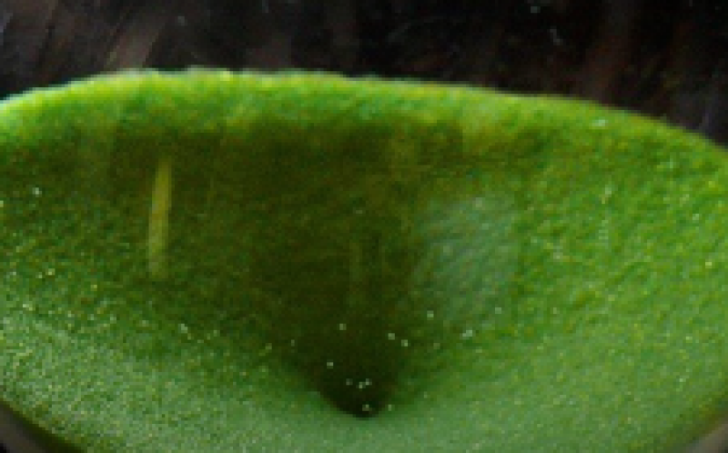 美国电力公司(AEP)宣布开发风力发电场，名为Wind Catcher