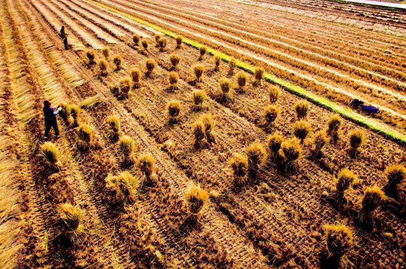 “冰城”哈尔滨：推介秸秆利用成果