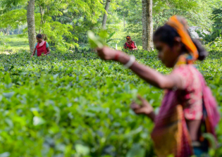 印度石油公司热衷于推动液化石油气在茶叶生产中取代煤炭