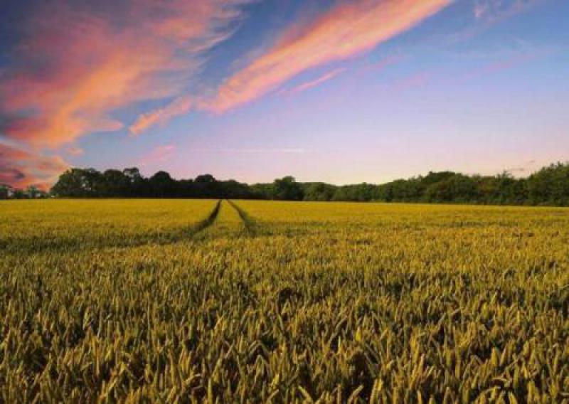 IEA：生物能源引领可再生能源消费增长至2023