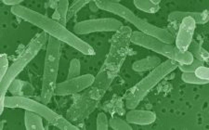 澳大利亚研究人员致力于将生物质转化为氢