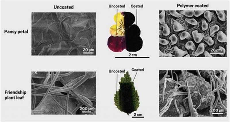 研究人员发现可使用花瓣和树叶结构来构建高容量超级电容器