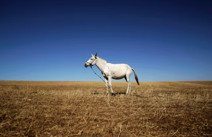 摩洛哥计划提升海水淡化供水比例以应对干旱