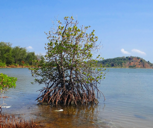全国首个海洋领域温室气体减排项目落地